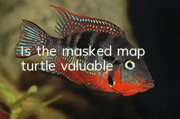 Is the masked map turtle valuable?