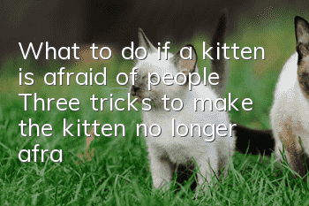 What to do if a kitten is afraid of people? Three tricks to make the kitten no longer afraid of people