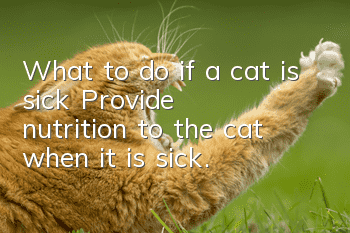 What to do if a cat is sick? Provide nutrition to the cat when it is sick.