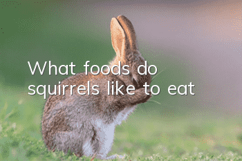 What foods do squirrels like to eat?