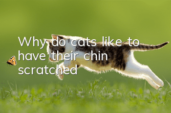 Why do cats like to have their chin scratched?