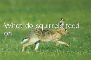 What do squirrels feed on?