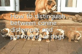 How to distinguish between canine distemper and parvovirus in dogs