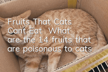 Fruits That Cats Can’t Eat – What are the 14 fruits that are poisonous to cats?