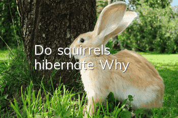 Do squirrels hibernate? Why?