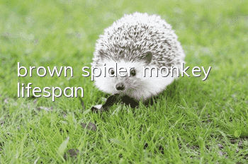 brown spider monkey lifespan