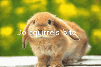 Do squirrels bite?