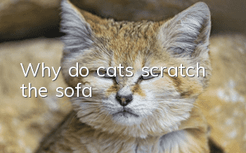 Why do cats scratch the sofa?