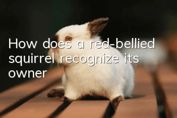 How does a red-bellied squirrel recognize its owner?