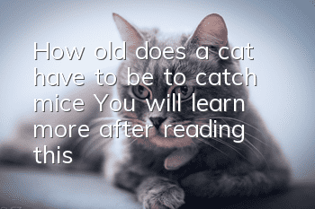 How old does a cat have to be to catch mice? You will learn more after reading this!