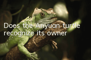 Does the Anyuan turtle recognize its owner?