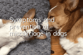 Symptoms and prevention of miscarriage in dogs