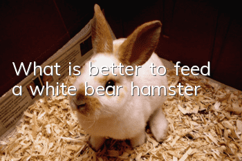 What is better to feed a white bear hamster?