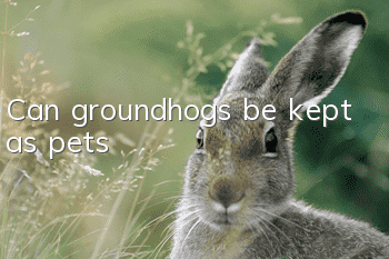 Can groundhogs be kept as pets?