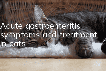 Acute gastroenteritis symptoms and treatment in cats