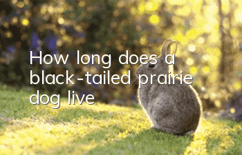 How long does a black-tailed prairie dog live?