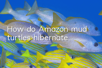 How do Amazon mud turtles hibernate?