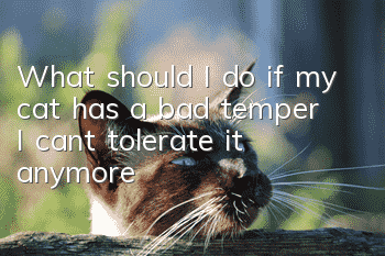 What should I do if my cat has a bad temper? I can’t tolerate it anymore!