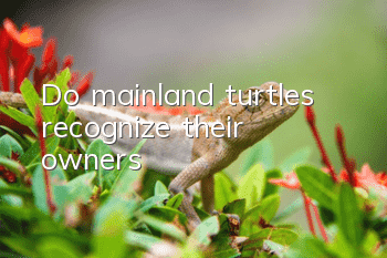 Do mainland turtles recognize their owners?