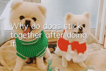 Why do dogs stick together after doing it?