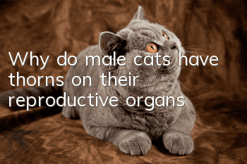 Why do male cats have thorns on their reproductive organs?