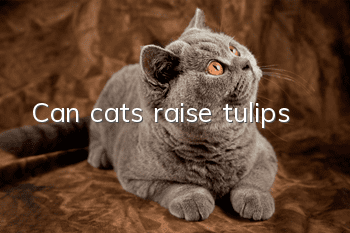 Can cats raise tulips?