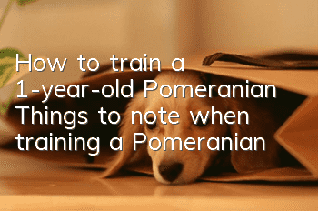 How to train a 1-year-old Pomeranian? Things to note when training a Pomeranian!