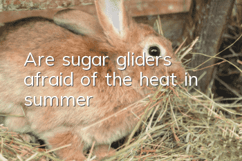 Are sugar gliders afraid of the heat in summer?