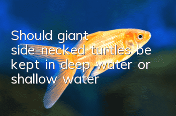 Should giant side-necked turtles be kept in deep water or shallow water?