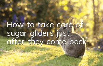 How to take care of sugar gliders just after they come back?