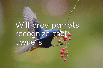 Will gray parrots recognize their owners?