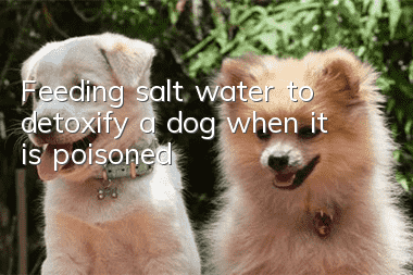 Feeding salt water to detoxify a dog when it is poisoned