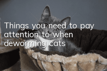 Things you need to pay attention to when deworming cats