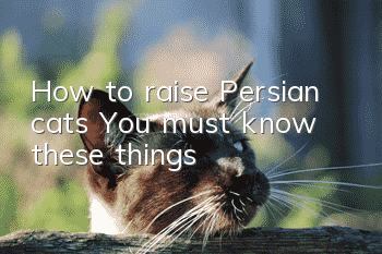 How to raise Persian cats? You must know these things!