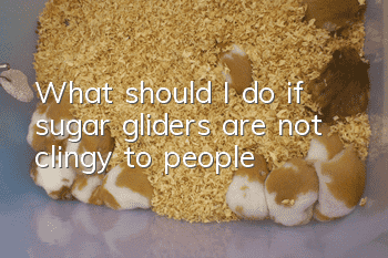 What should I do if sugar gliders are not clingy to people?