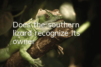 Does the southern lizard recognize its owner?