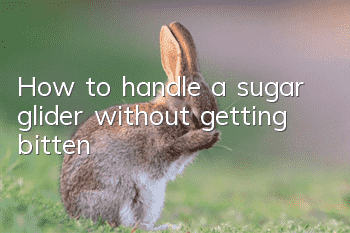 How to handle a sugar glider without getting bitten