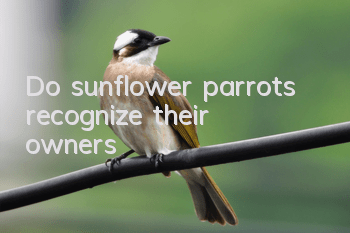 Do sunflower parrots recognize their owners?