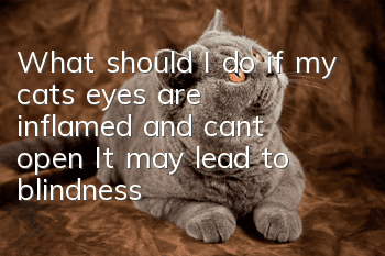 What should I do if my cat’s eyes are inflamed and can’t open? It may lead to blindness!