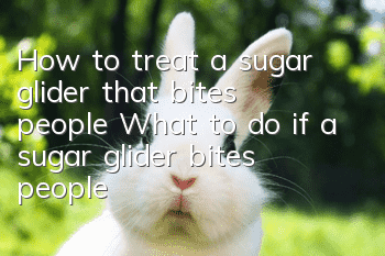 How to treat a sugar glider that bites people What to do if a sugar glider bites people