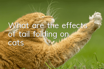 What are the effects of tail folding on cats?