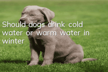 Should dogs drink cold water or warm water in winter?