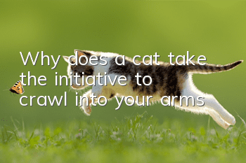 Why does a cat take the initiative to crawl into your arms?