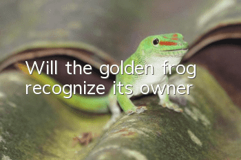 Will the golden frog recognize its owner?