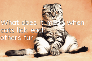 What does it mean when cats lick each other's fur?