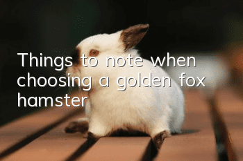 Things to note when choosing a golden fox hamster