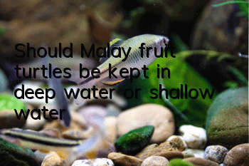 Should Malay fruit turtles be kept in deep water or shallow water?