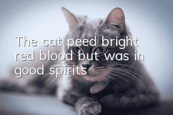 The cat peed bright red blood, but was in good spirits