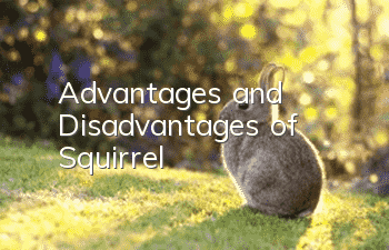 Advantages and Disadvantages of Squirrel