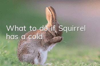 What to do if Squirrel has a cold